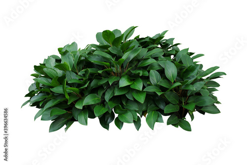 Green leaves hosta plant bush, lush foliage tropic garden plant isolated on white background with clipping path.