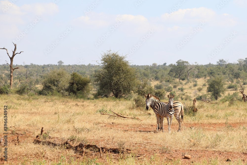 Fototapeta premium Steppenzebra / Burchell's zebra / Equus burchellii