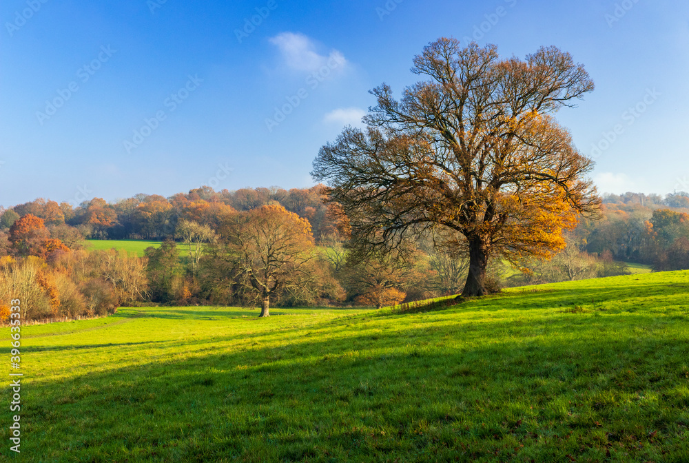 The last days of Autumn on Southborough Common on the High Weald in the county of Kent south  east England