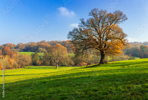 The last days of Autumn on Southborough Common on the High Weald in the county of Kent south east England
