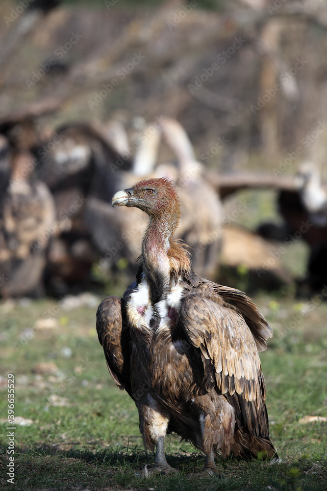 Fototapeta premium The griffon vulture (Gyps fulvus) sitting on the ground in front of a group of tearing prey with a dirty head. A large vulture polluted from prey, in the background a flock of other large vultures.