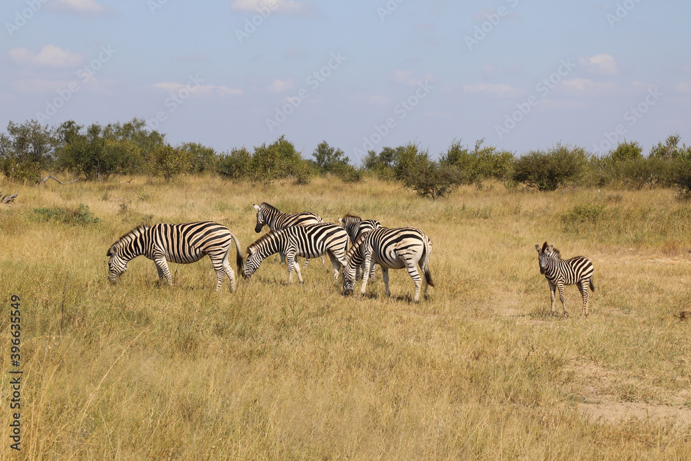 Obraz premium Steppenzebra / Burchell's Zebra / Equus burchellii...