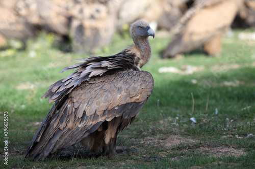 The griffon vulture  Gyps fulvus  sitting on the ground in front of a group of tearing prey. A large vulture  in the background a group of other vultures.