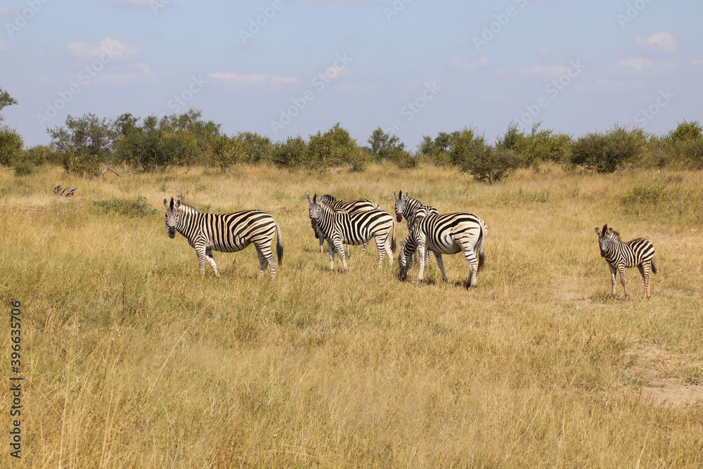 Obraz premium Steppenzebra / Burchell's Zebra / Equus burchellii...