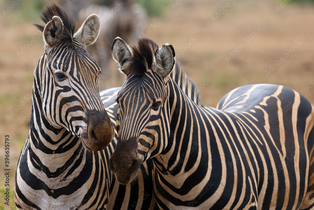 Fototapeta premium The plains zebra (Equus quagga, formerly Equus burchellii), also known as the common zebra or Burchell's zebra, double portrait.