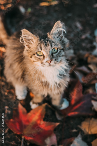 cat in the autumn © FTRGS
