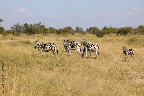 Steppenzebra   Burchell s Zebra   Equus burchellii...