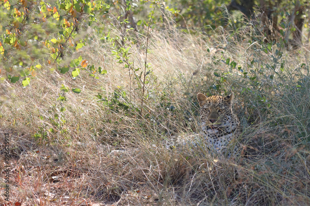 Leopard / Leopard / Panthera pardus. Leopard / Leopard / Panthera pardus.