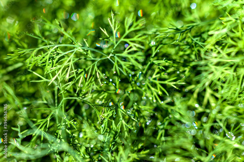 Dew drops on dill closeup