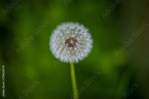 Dandelion flowers close up on background of grass