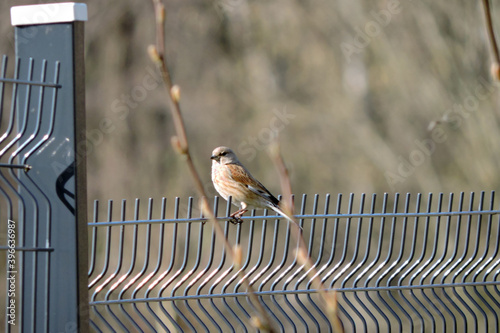 Photography A portrait of a male common linnet sitting on a fence made of welded wire mesh p