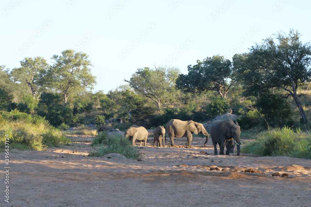 Afrikanischer Elefant / African elephant / Loxodonta africana Afrikanischer Elefant / African elephant / Loxodonta africana