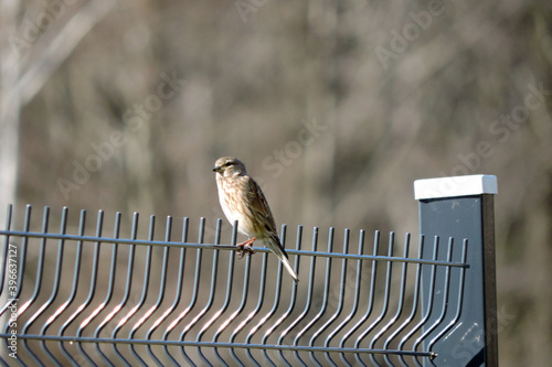 Εκτύπωση καμβά A portrait of a female common linnet sitting on a fence made of welded wire mesh