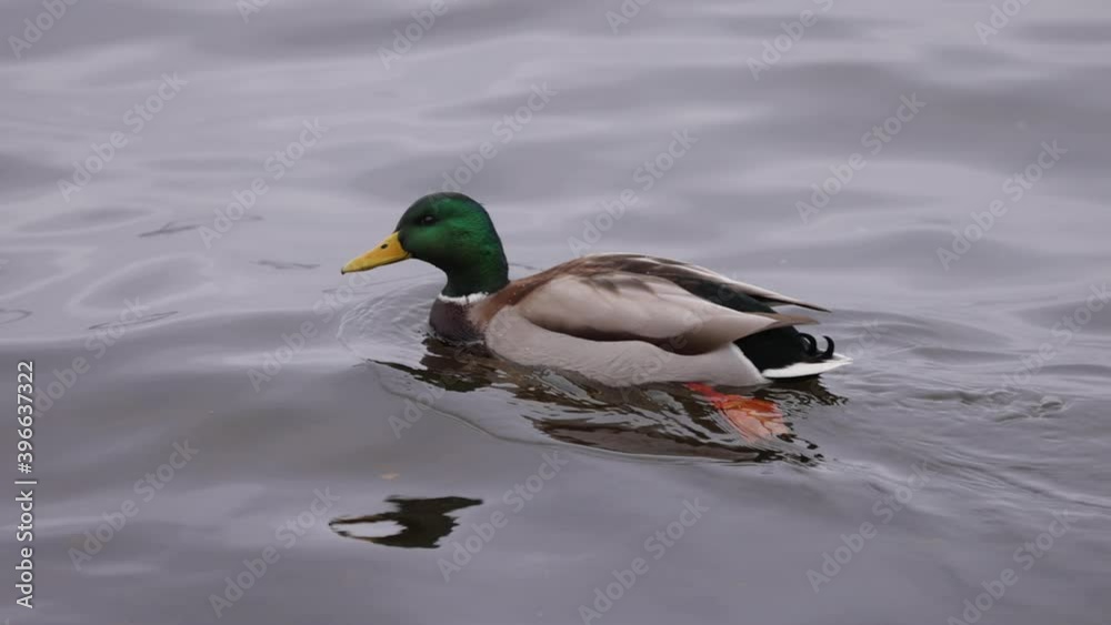 Swimming duck on the winter water, slow motion at 120fps Swimming duck on the winter water, slow motion at 120fps