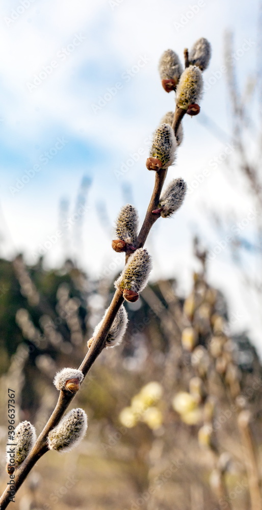 Young shoot of a willow closeup in spring Young shoot of a willow closeup in spring