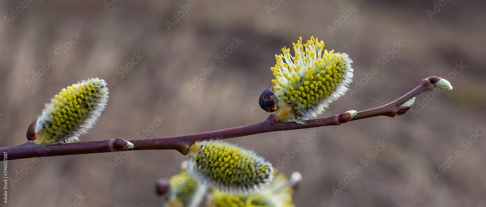 Young shoot of a willow closeup in spring Young shoot of a willow closeup in spring