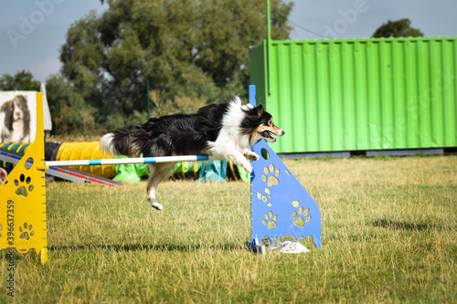 Black and white Border collie is running  race on czech agility competition. agility competition in dog park Ratenice photo