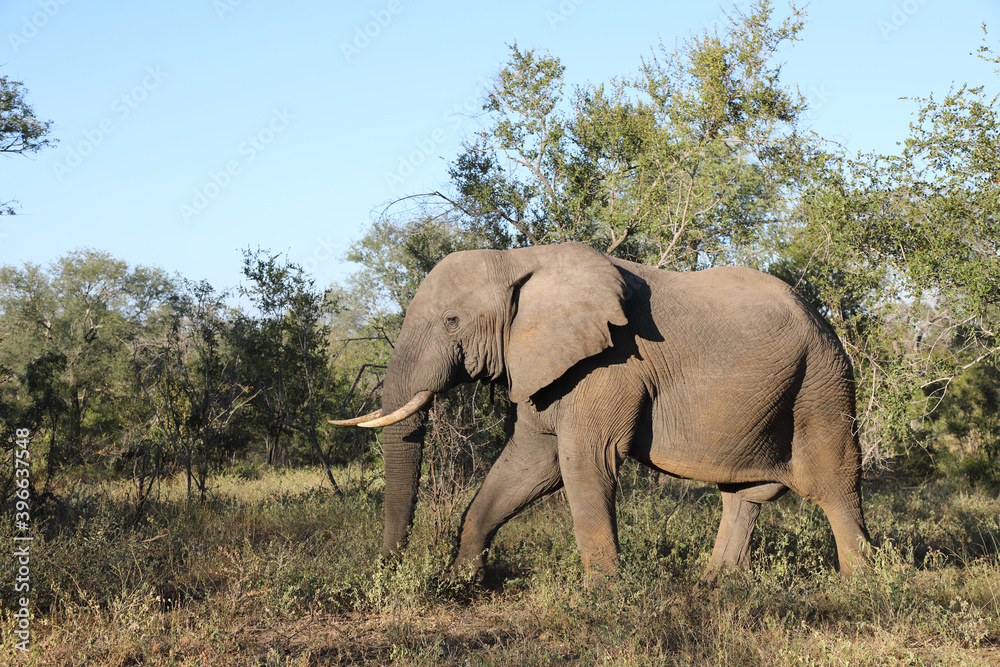Afrikanischer Elefant / African elephant / Loxodonta africana Afrikanischer Elefant / African elephant / Loxodonta africana