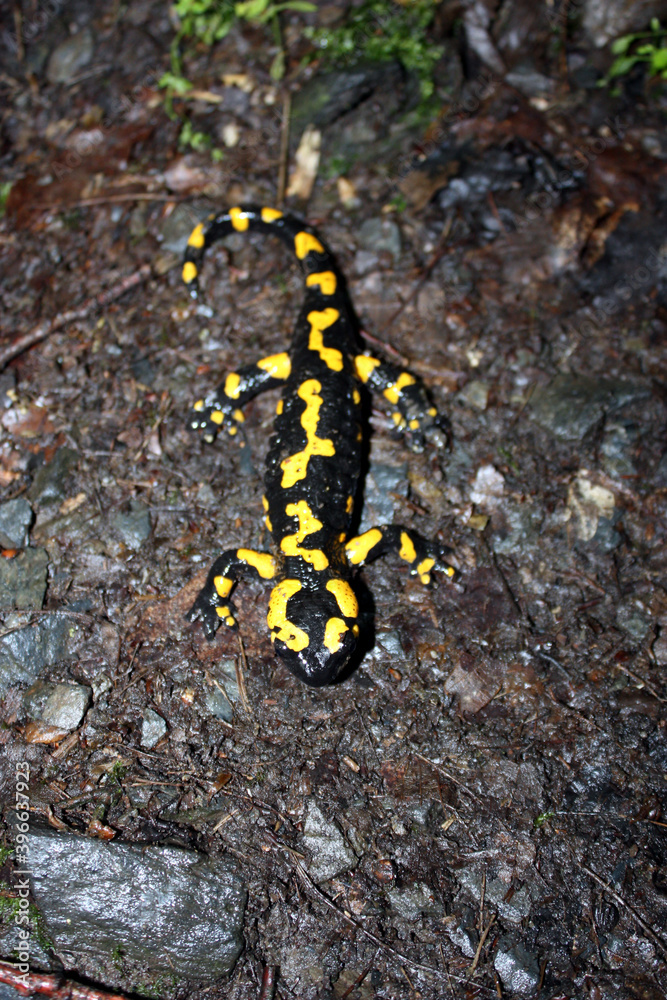 detail of Salamandra salamandra in nature