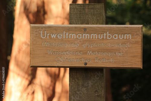 Hinweisschild an den Mammutbäumen in einem Waldstück in der Nähe von Zingst an der Ostsee