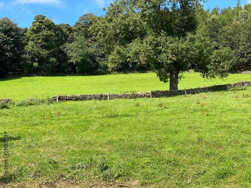 Landscape view, of a gently sloping meadow, with an old tree, and a dry stone wall next to, Hollins Hill, Bradford, UK