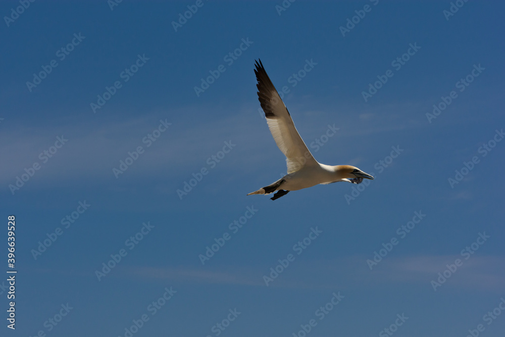 Northern gannet flying (Morus bassanus) Bonaventure Island, Percé, Quebec, Canada