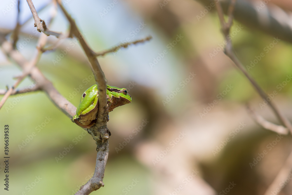 Green tree frog - Hyla arborea in its natural habitat. Green tree frog - Hyla arborea in its natural habitat.