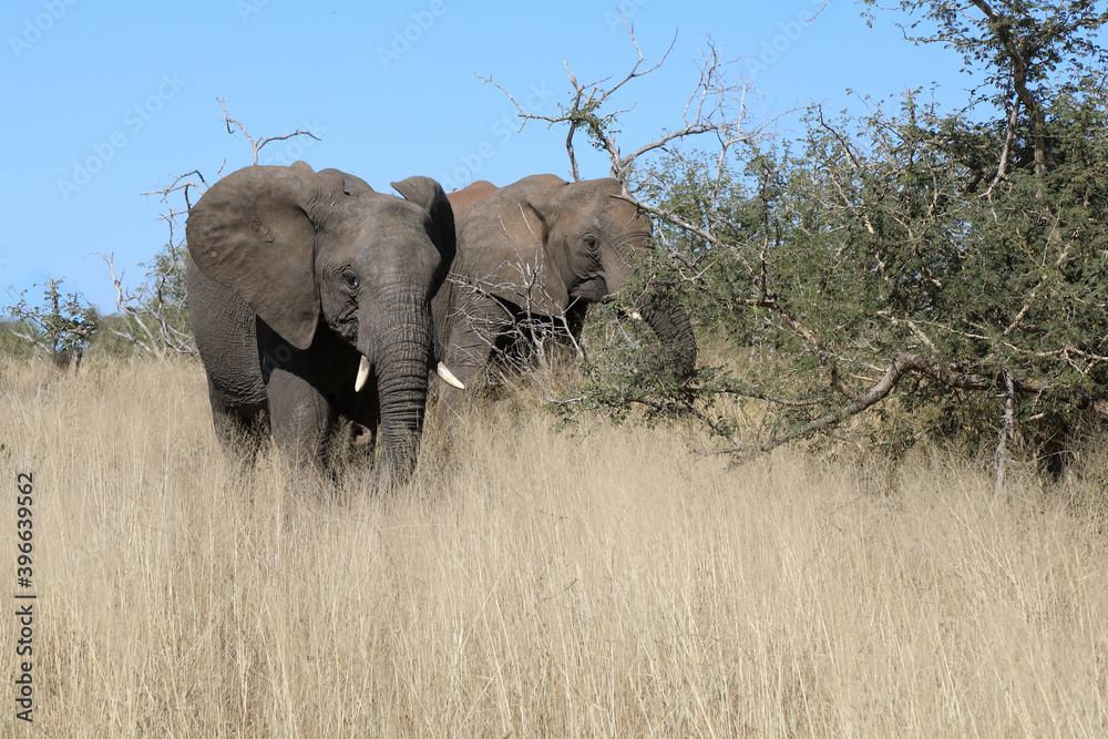 Afrikanischer Elefant / African elephant / Loxodonta africana Afrikanischer Elefant / African elephant / Loxodonta africana