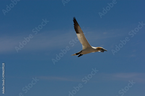 Northern gannet flying (Morus bassanus) Bonaventure Island, Percé, Quebec, Canada