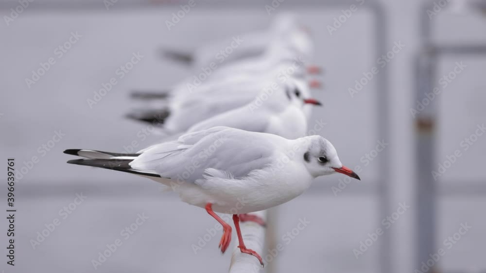 Row of seagulls sitting on the fence, slow motion at 120fps Row of seagulls sitting on the fence, slow motion at 120fps