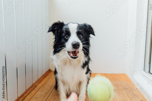 Funny portrait of cute smiling puppy dog border collie holding toy ball in mouth. New lovely member of family little dog at home playing with owner. Pet care and animals concept