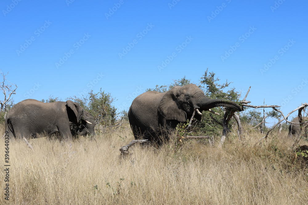Afrikanischer Elefant / African elephant / Loxodonta africana Afrikanischer Elefant / African elephant / Loxodonta africana