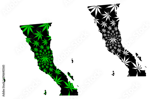Baja California (United Mexican States) map is designed cannabis leaf green and black, Free and Sovereign State of Baja California (North Territory) map made of marijuana (marihuana,THC) foliage