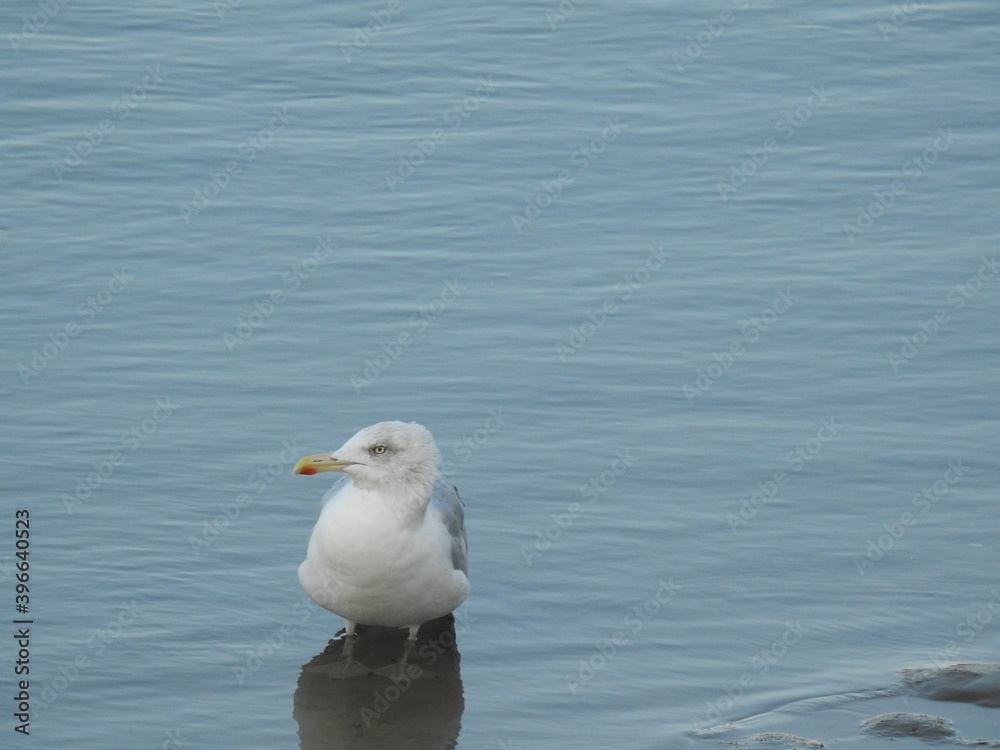 Seagull on the bank of the canal Seagull on the bank of the canal