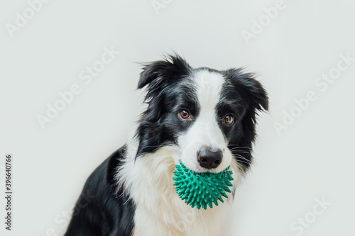 Fototapeta Naklejka Na Ścianę i Meble -  Funny portrait of cute puppy dog border collie holding toy ball in mouth isolated on white background. Purebred pet dog with ball wants to playing with owner. Pet activity and animals concept
