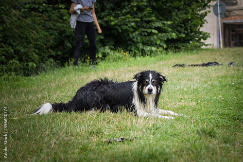 Border collie is lying in the grass.  He is after swimming so he is wet and fluffy. © doda
