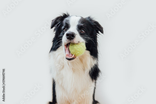 Funny portrait of cute puppy dog border collie holding toy ball in mouth isolated on white background. Purebred pet dog with tennis ball wants to playing with owner. Pet activity and animals concept © Юлия Завалишина