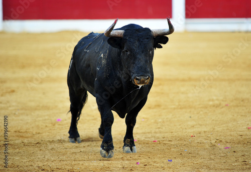 toro negro corriendo en una plaza de toros en españa