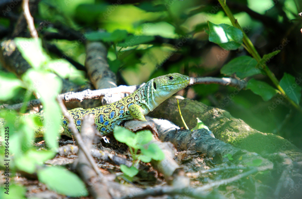 Obraz premium lagarto ocelado