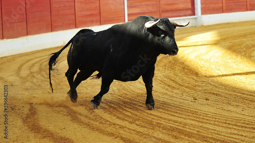 toro negro corriendo en una plaza de toros en españa