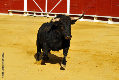 toro negro corriendo en una plaza de toros en españa