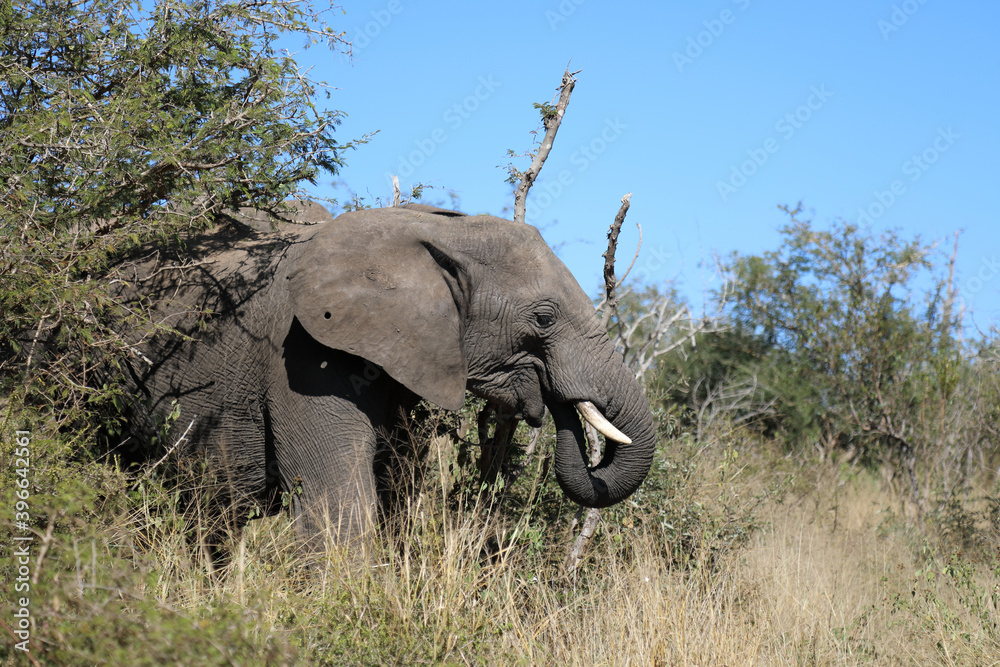 Obraz premium Afrikanischer Elefant / African elephant / Loxodonta africana