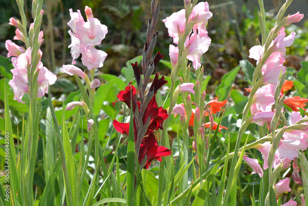 Summer gladiolus bloom