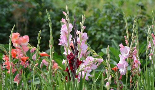Obraz na płótnie Summer gladiolus bloom