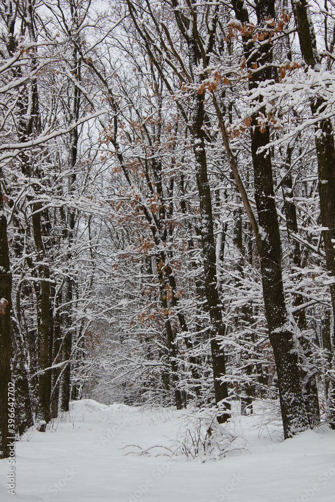Fototapeta premium Beautiful trees covered with snow in winter park
