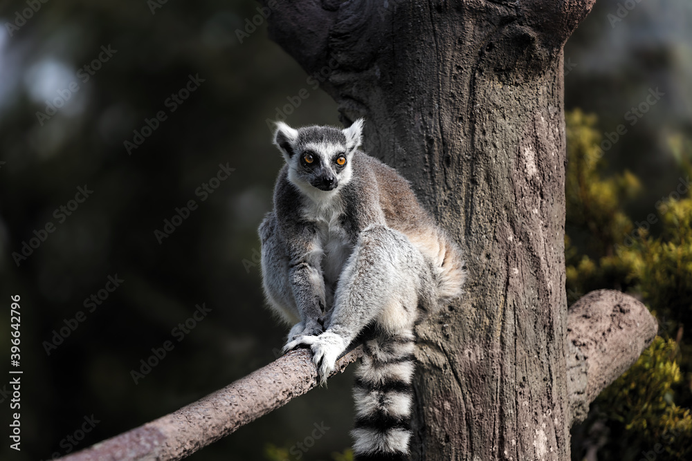 Crouching Lemur