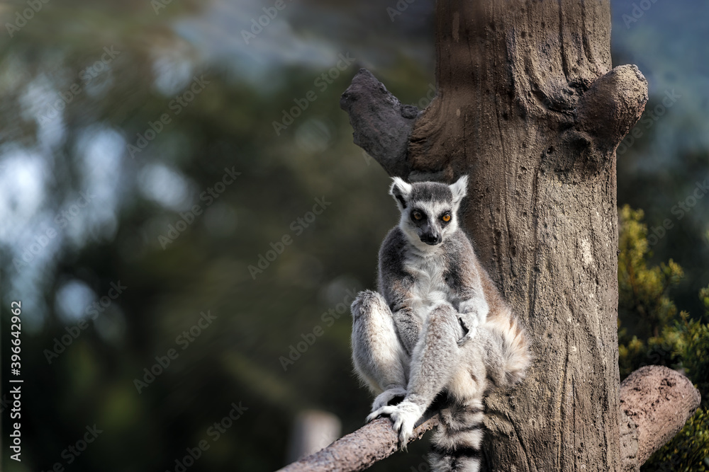 Fototapeta premium Lounging Lemur