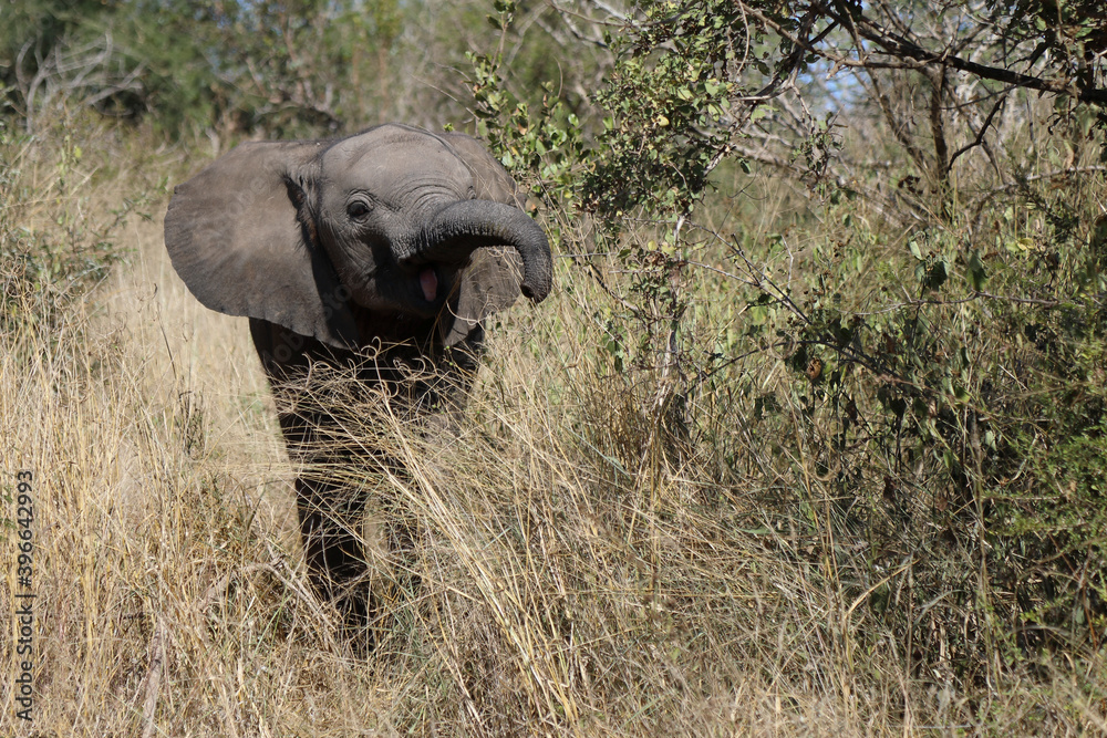 Obraz premium Afrikanischer Elefant / African elephant / Loxodonta africana