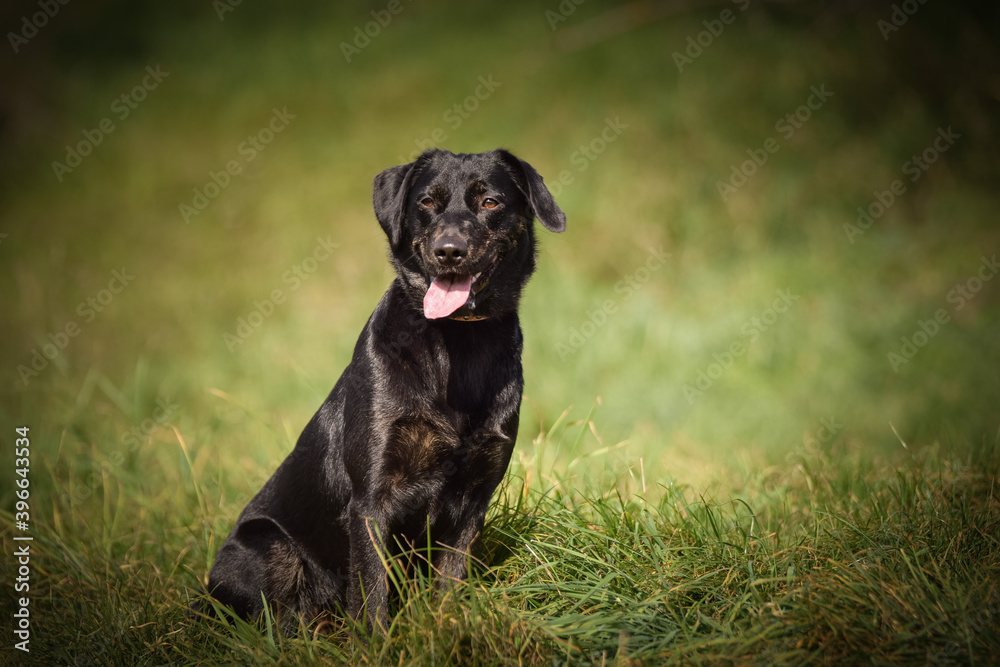 Fototapeta premium Black dog is sitting in autumn nature. She is so cute dog.