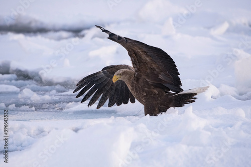 The White-tailed eagle, Haliaeetus albicilla The bird is flying in beautiful artick winter environment Japan Hokkaido Wildlife scene from Asia nature. Came from Kamtchatka..